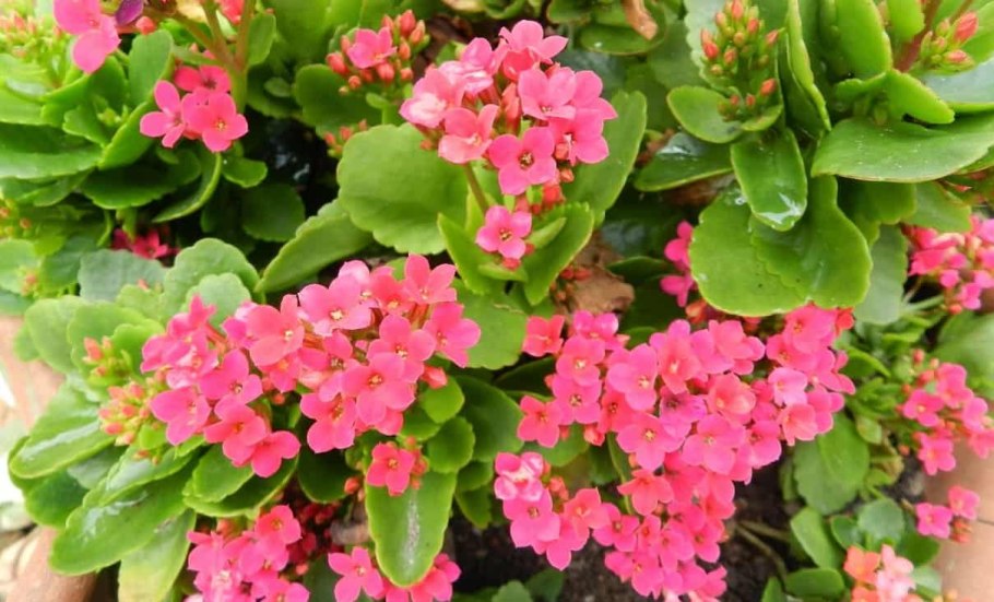 Каланхоэ Блоссфельда каландива