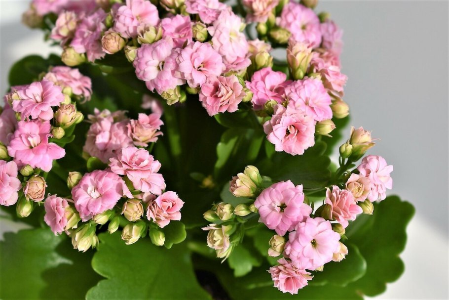 Каланхо̀э Блоссфельда – Kalanchoe blossfeldiana