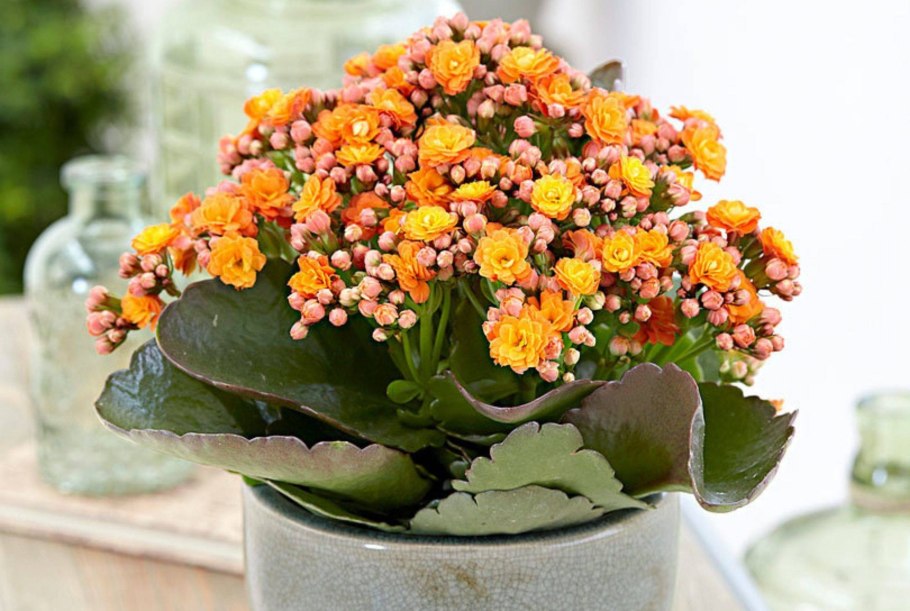 Каланхоэ Бовери Kalanchoe beauverdii