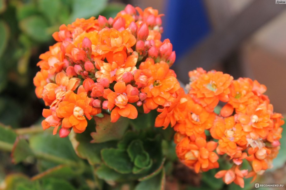 Каланхоэ Блоссфельда Вариегата