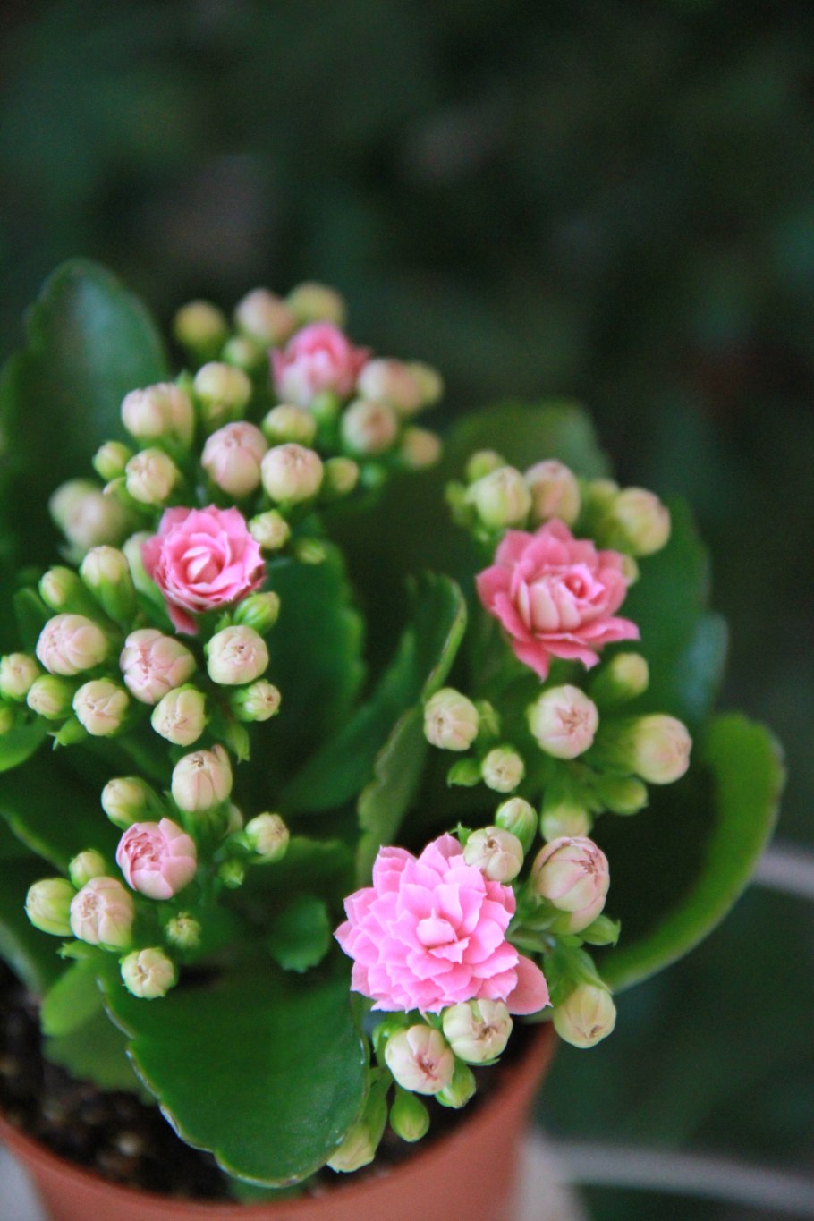 Каланхоэ блосфельдиана