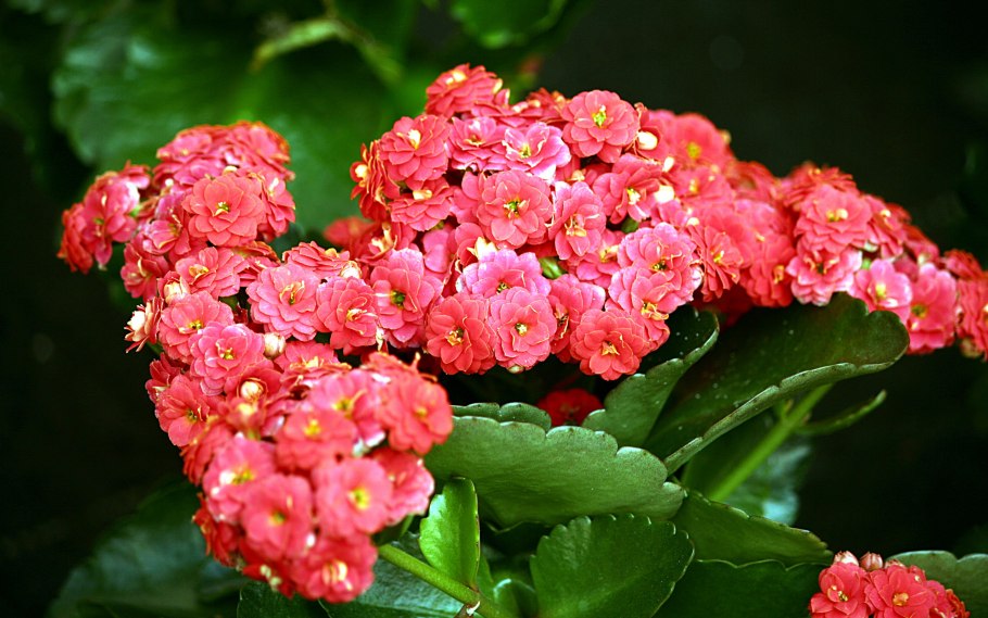Каланхоэ Блоссфельда (Kalanchoe blossfeldiana)
