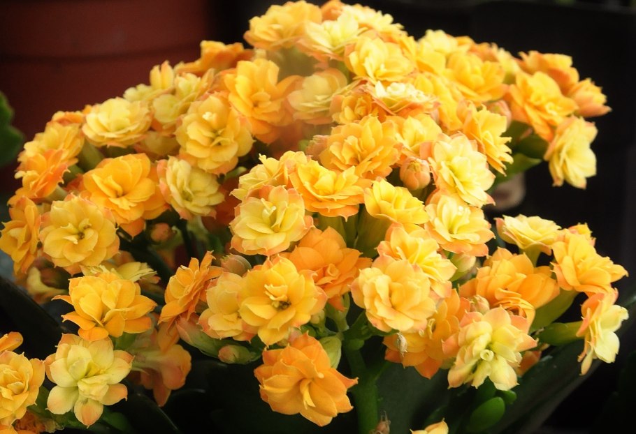 Каланхоэ каландива желтый