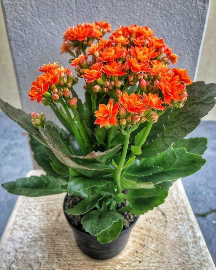 Комнатные цветы каланхоэ