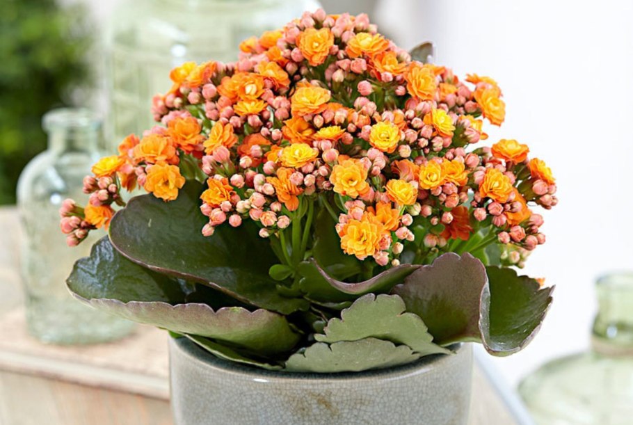 Каланхоэ Блоссфельда (Kalanchoe blossfeldiana)