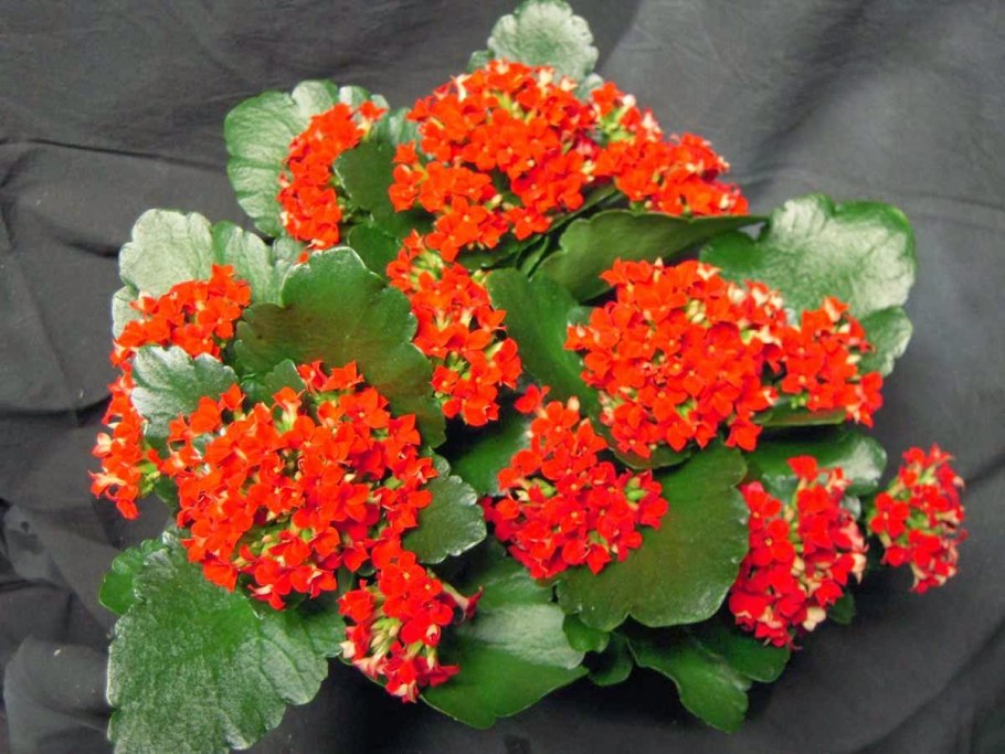 Каланхоэ каландива красный