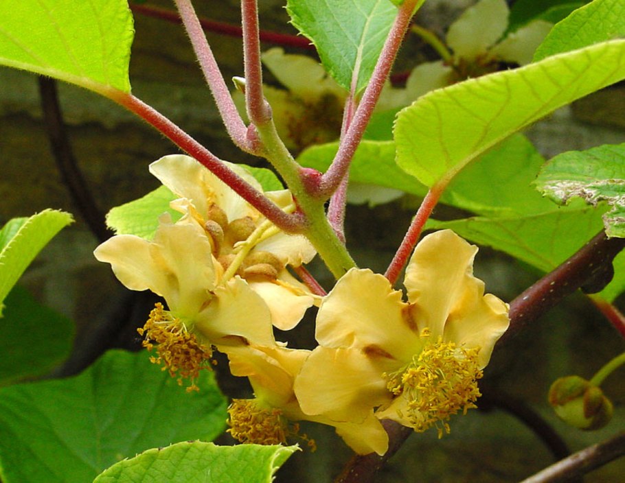 Китайская актинидия