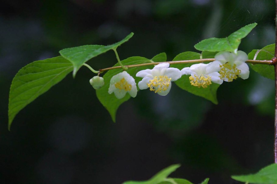 Актинидия многобрачная