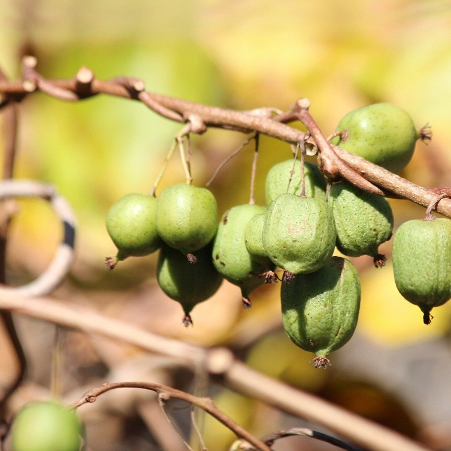 Актинидия полигама Лиана
