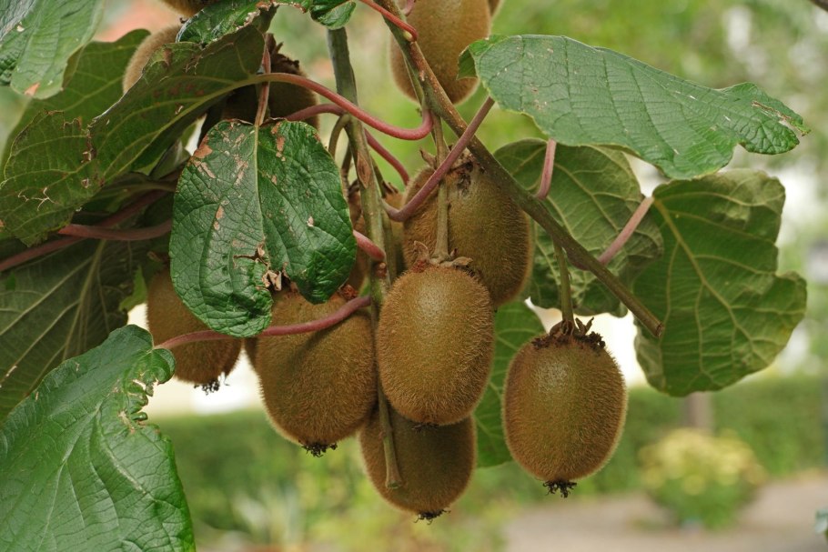 Шпалера для актинидии коломикта