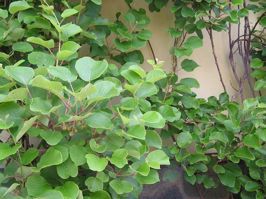 Актинидия травник