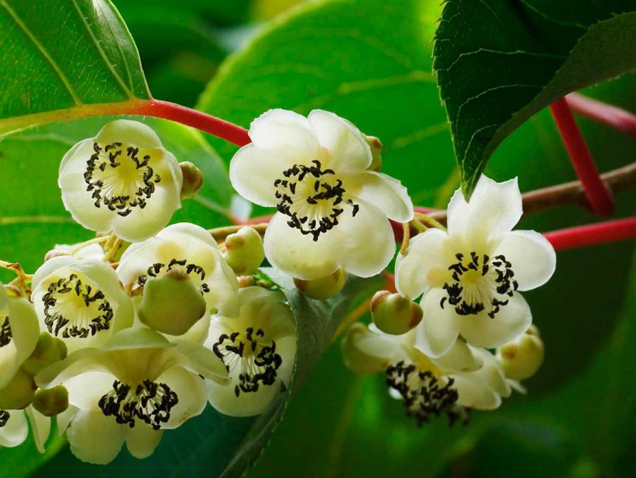 Актинидия аргута цветение