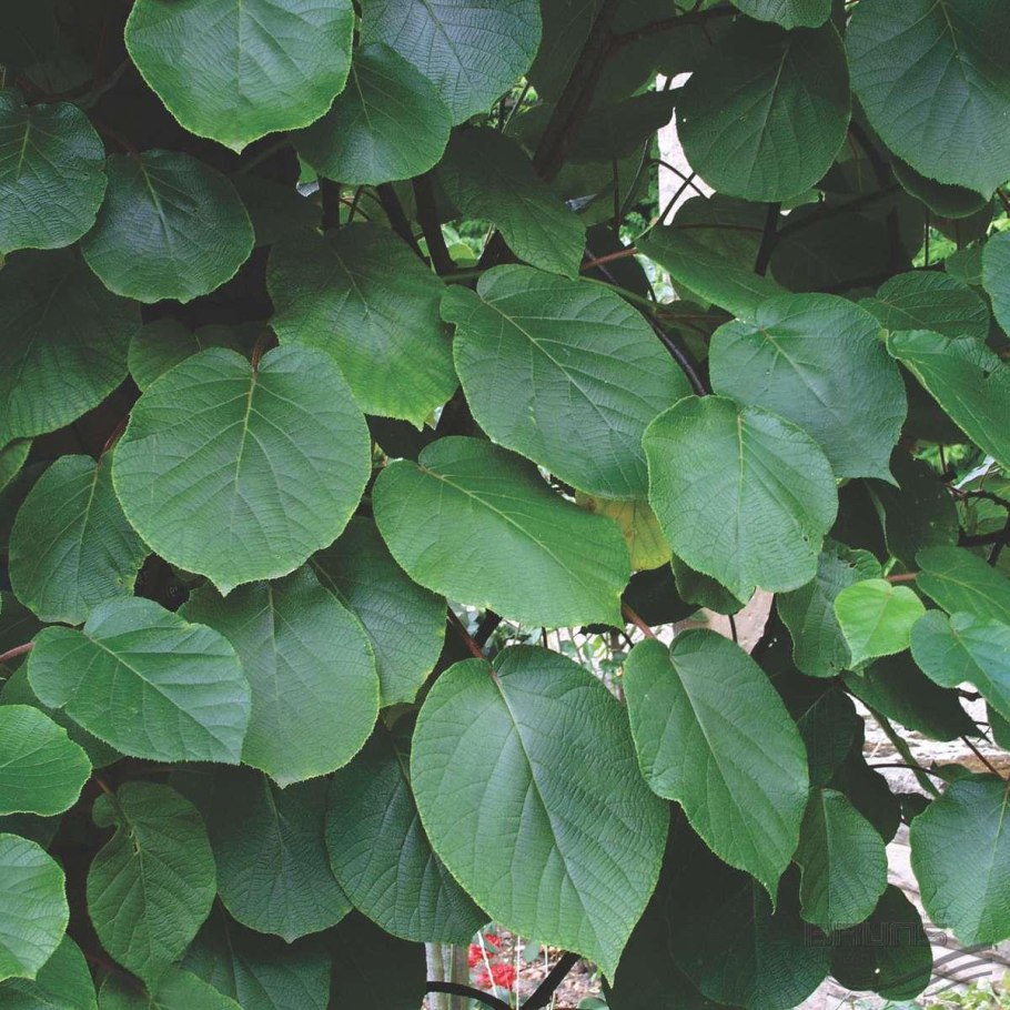 Актинидия аргута гибридная Колбасиной