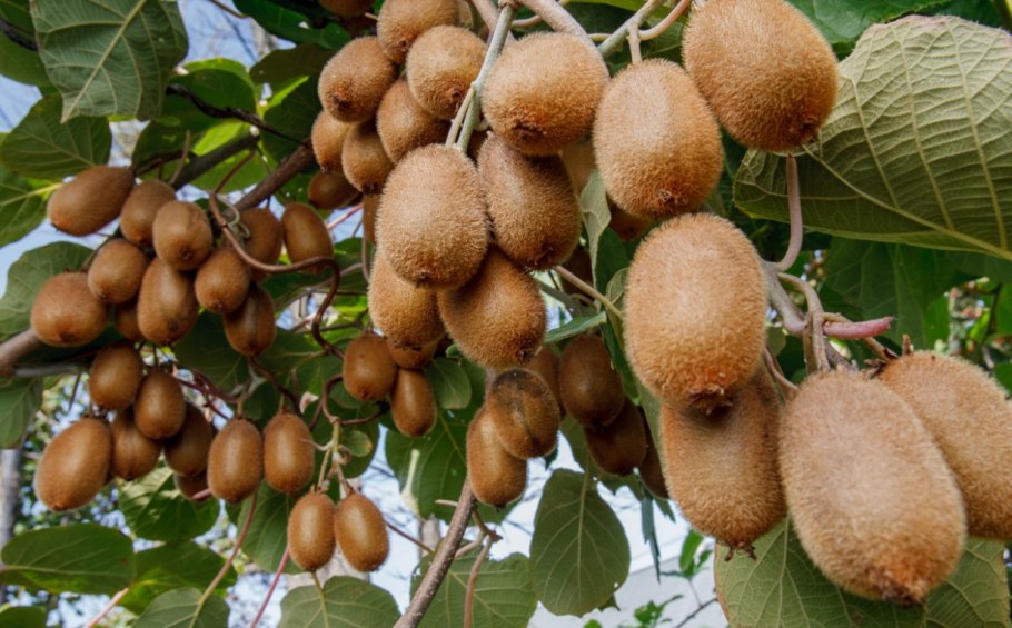 Актинидия коломикта Лиана