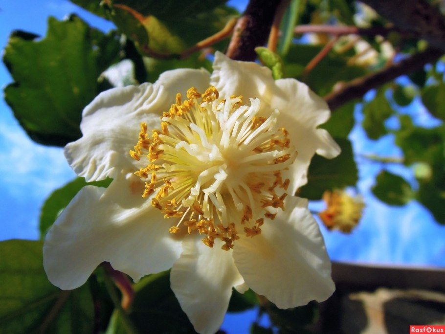 Актинидия деликатесная