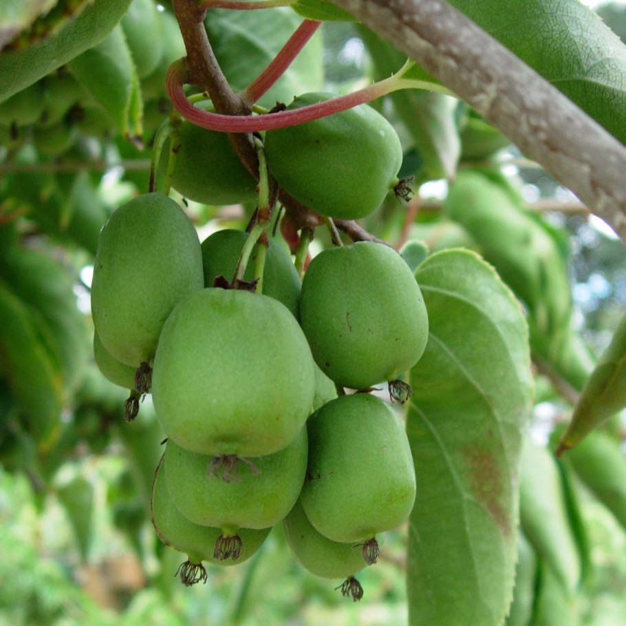 Актинидия аргута Таежный изумруд