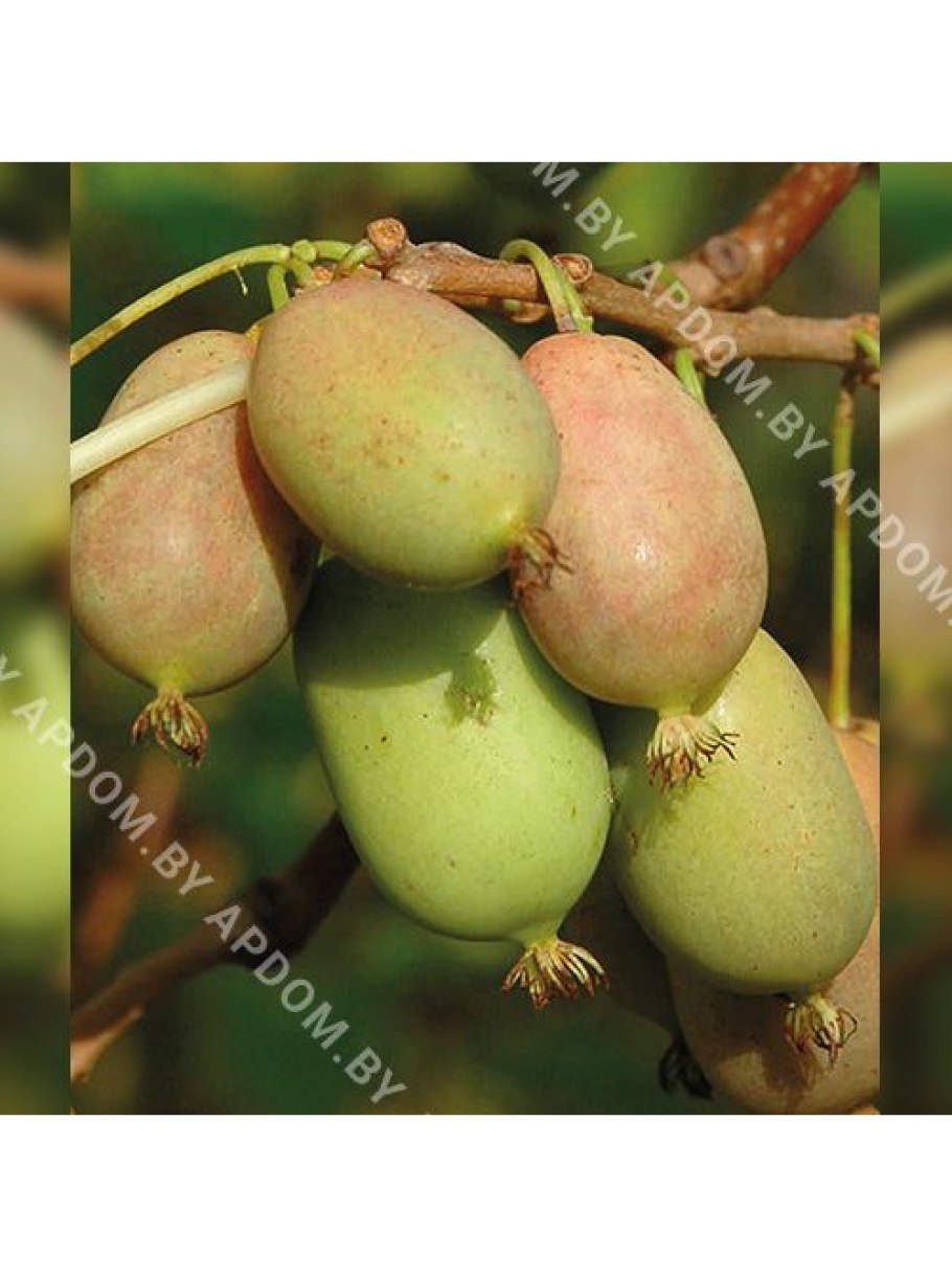 Актинидия полигама Лесная