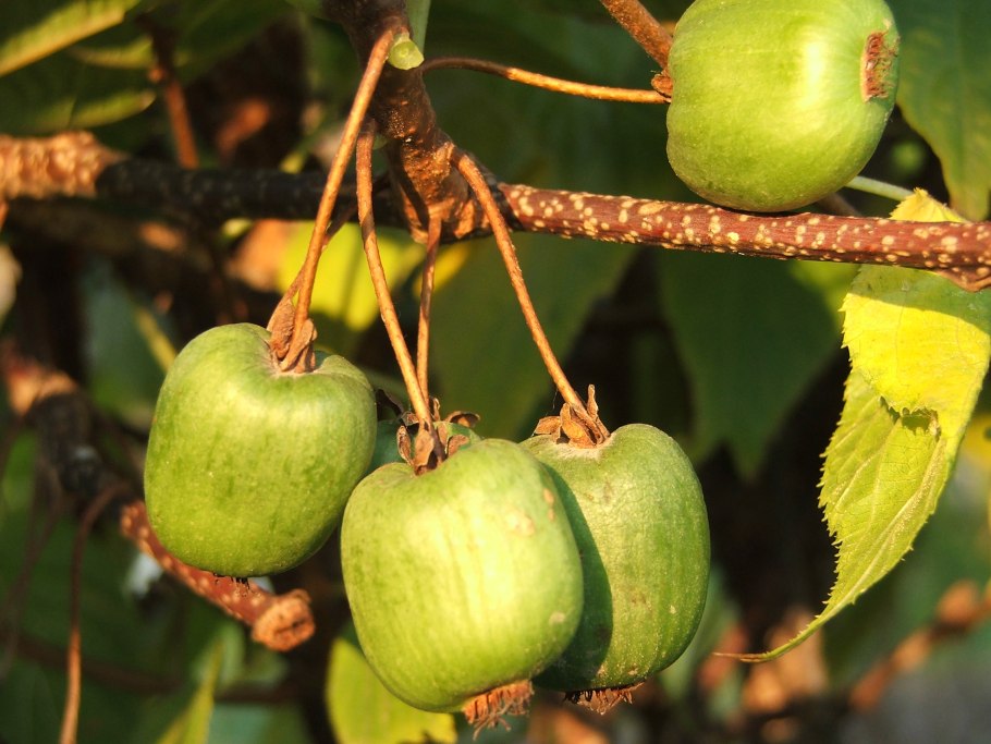 Дерево киви с плодами