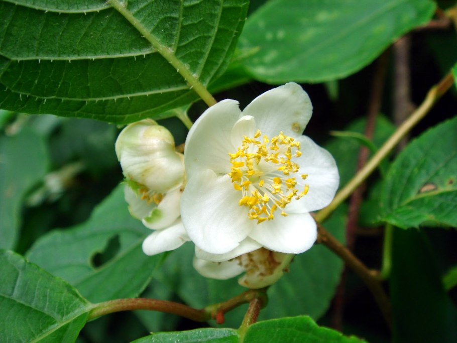 Актинидия Сентябрьская