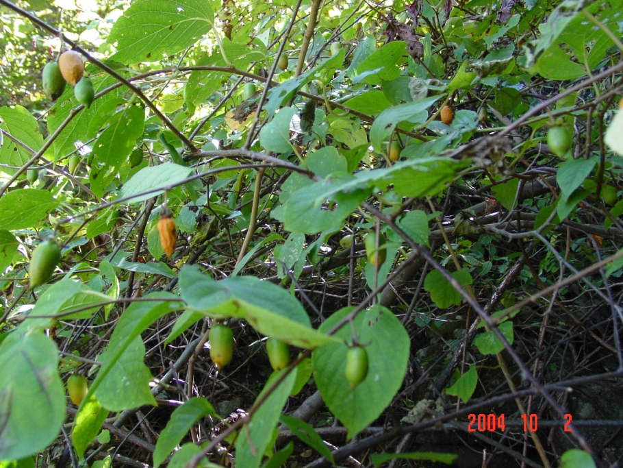 Актинидия коломикта Дальневосточная