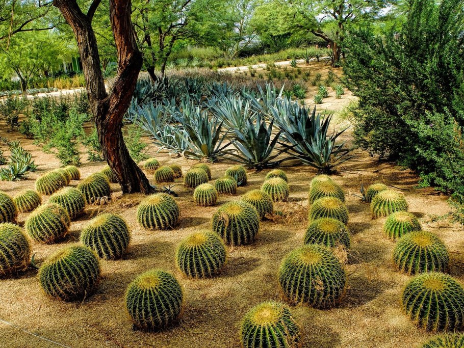 Кактусовые сады Америки