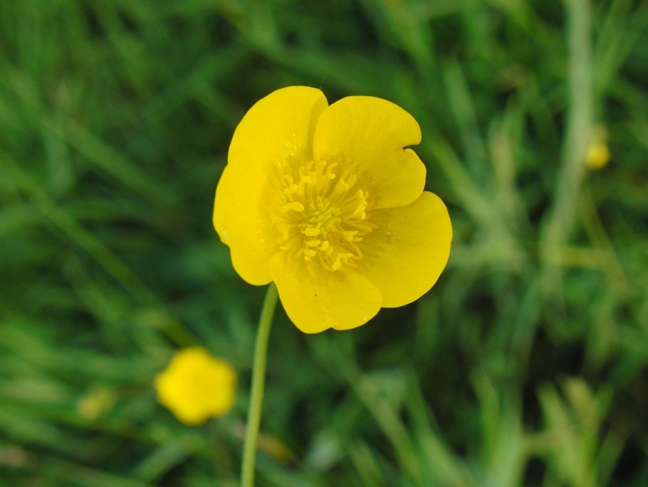 Ranunculus sceleratus