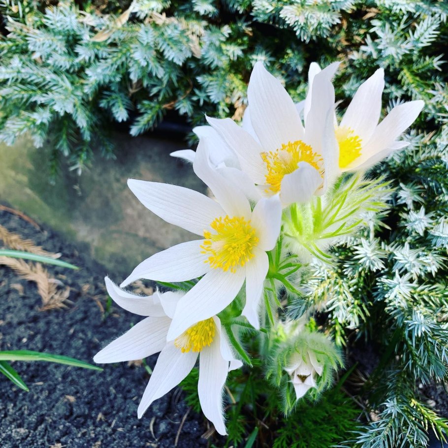 Прострел обыкновенный Alba