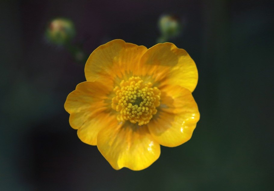 Ranunculus Cymbalaria