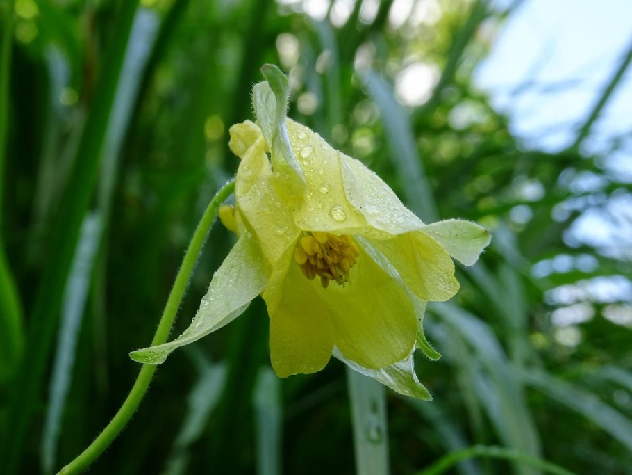 Aquilegia glandulosa