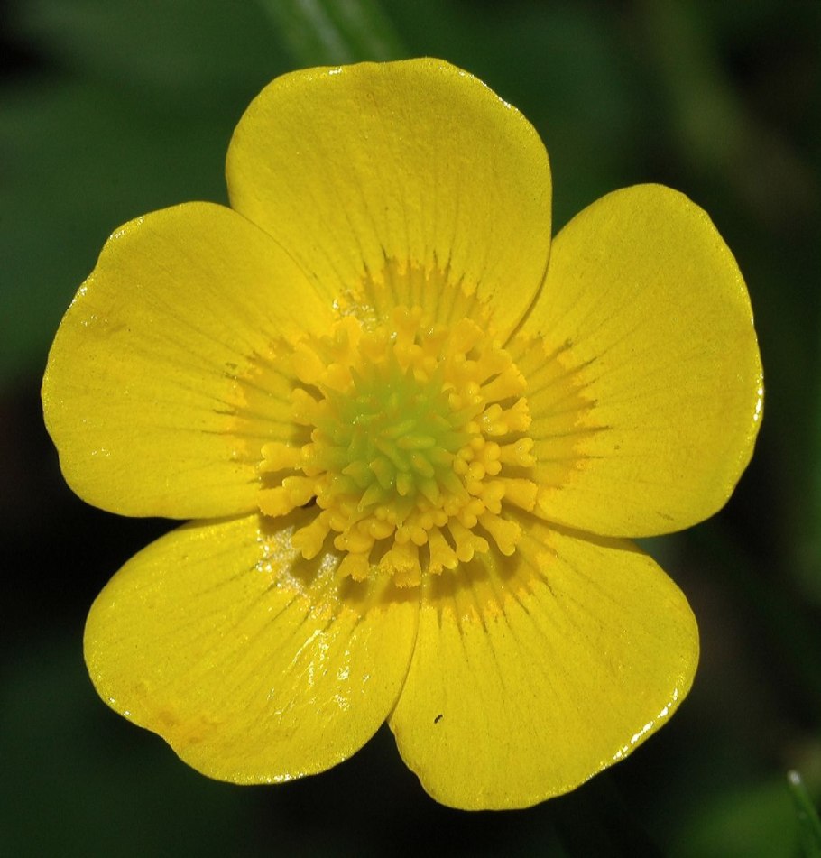 Лютик Ranunculus bulbosus