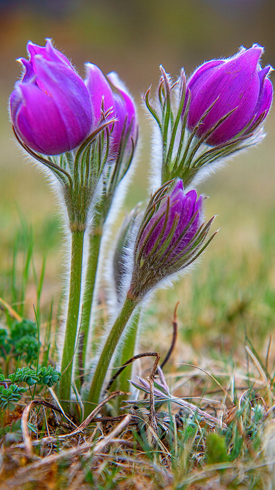 Семейство Ranunculaceae – Лютиковые