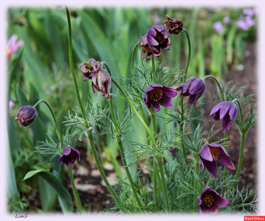 Семейство Лютиковые представители