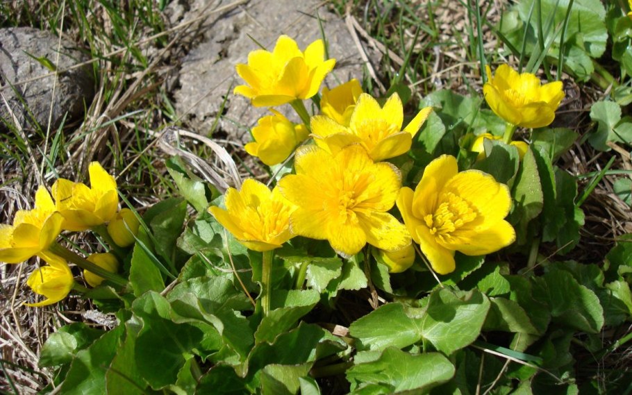 Buttercup Лютик