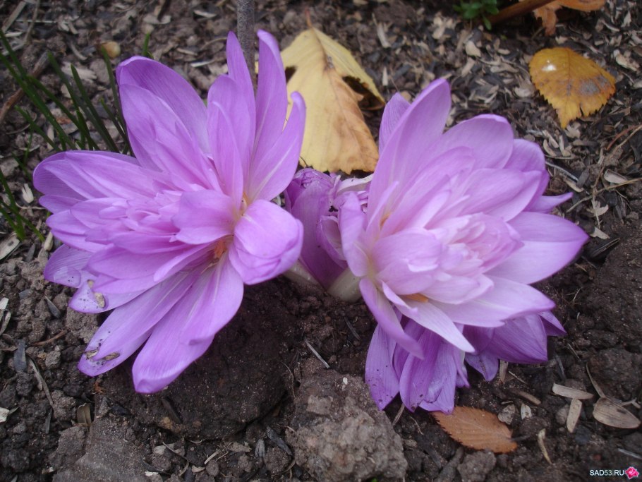 Безвременник Colchicum Waterlily махровый лиловый