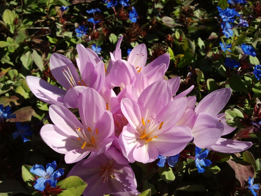 Колхикум безвременник Византийский