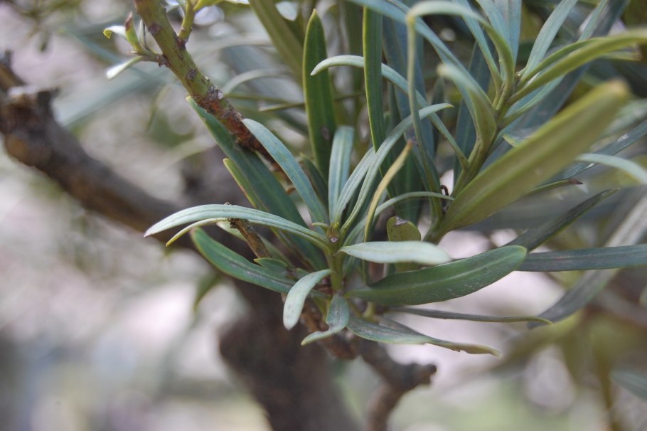 Подокарп (Ногоплодник) Podocarpus