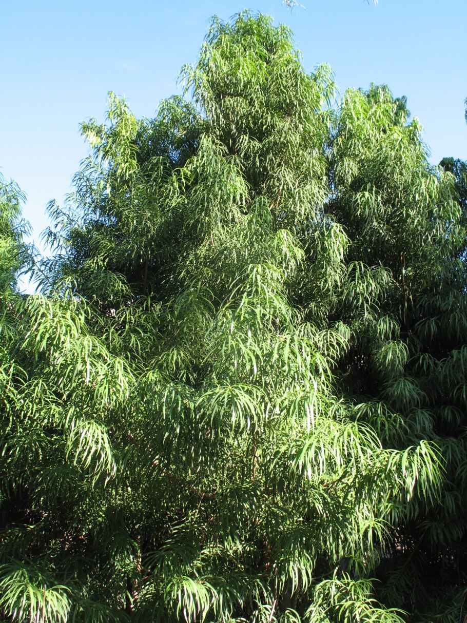 Podocarpus neriifolius