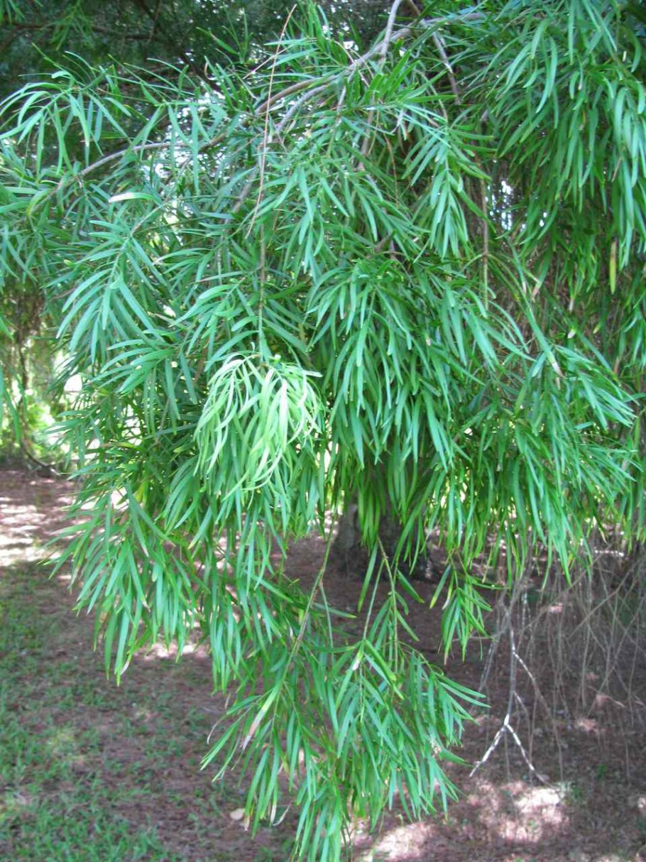 Podocarpus Elatus