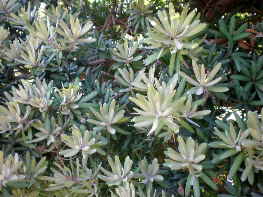 Podocarpus latifolius