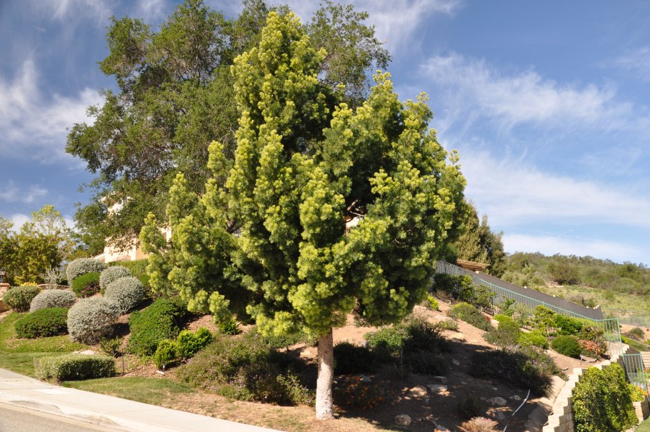 Yew Podocarpus