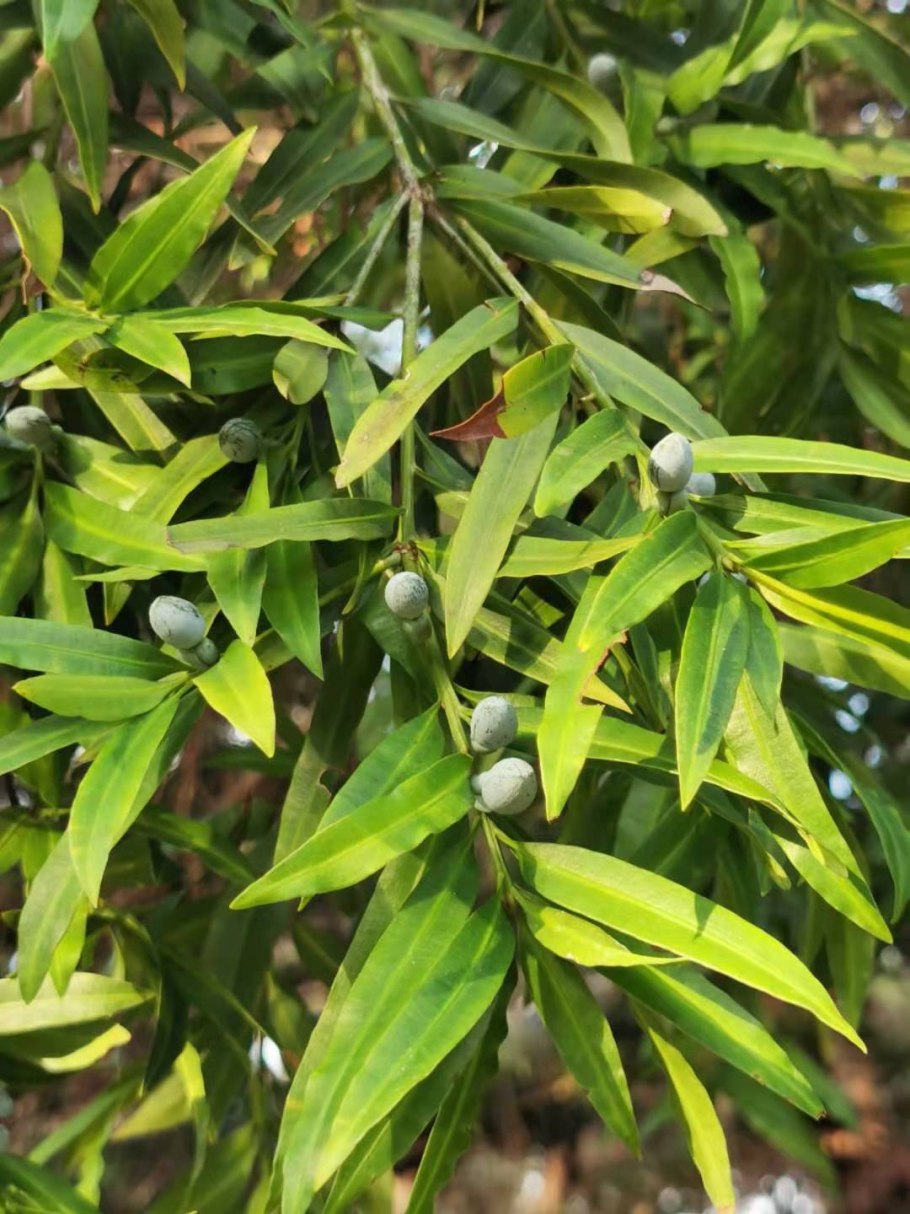 Podocarpus neriifolius