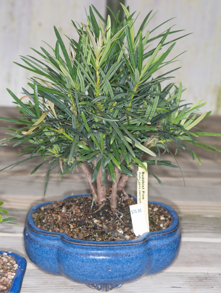 Yew Podocarpus