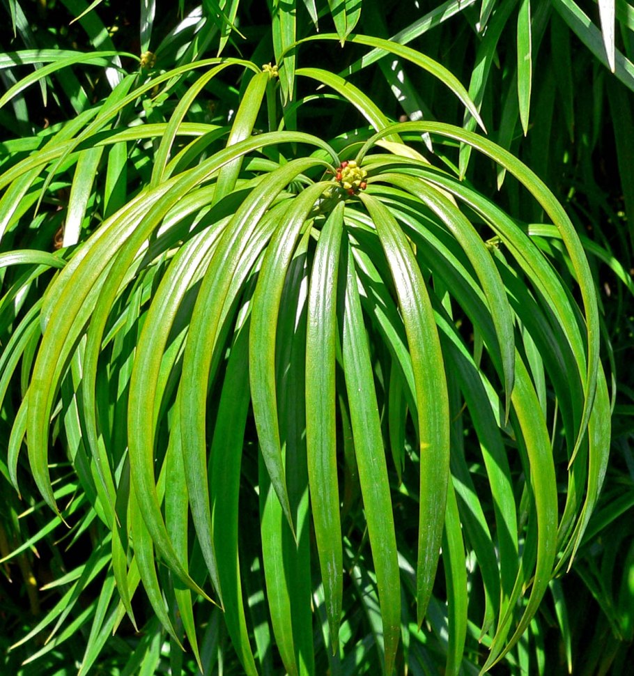 Podocarpus gracilior (Ногоплодник)