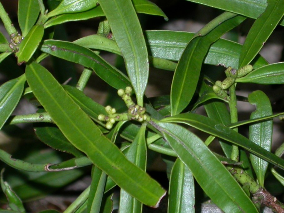Podocarpus falcatus