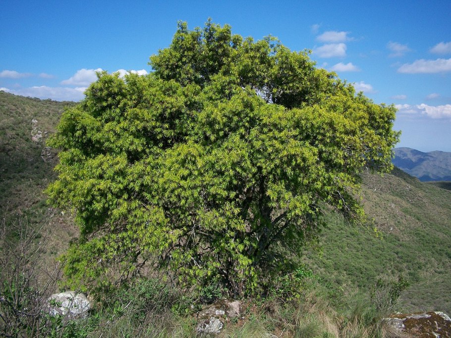 Podocarpus Elatus
