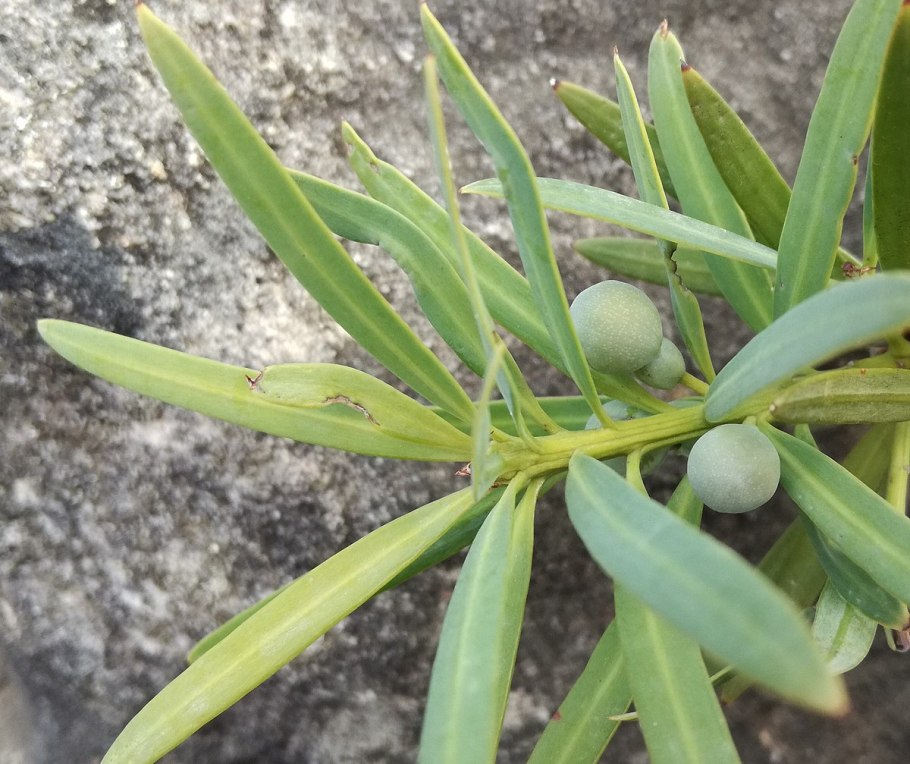 Podocarpus neriifolius