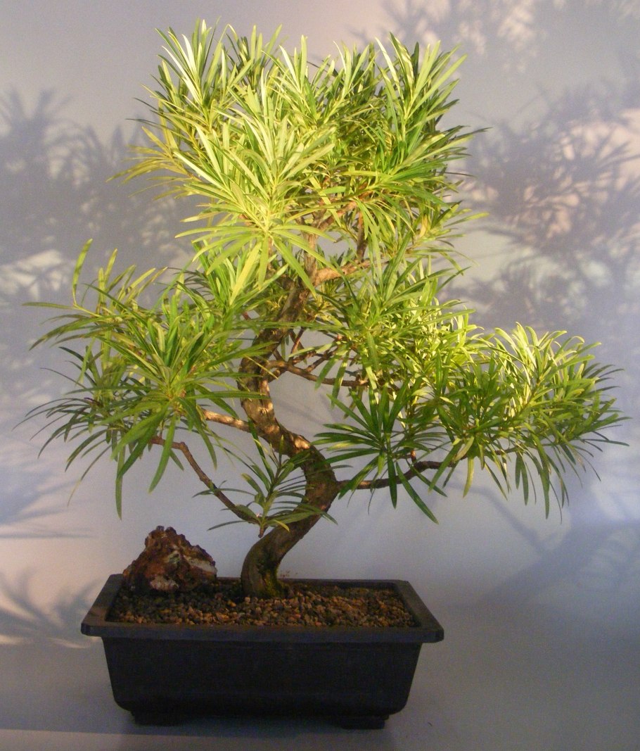 Podocarpus gracilior