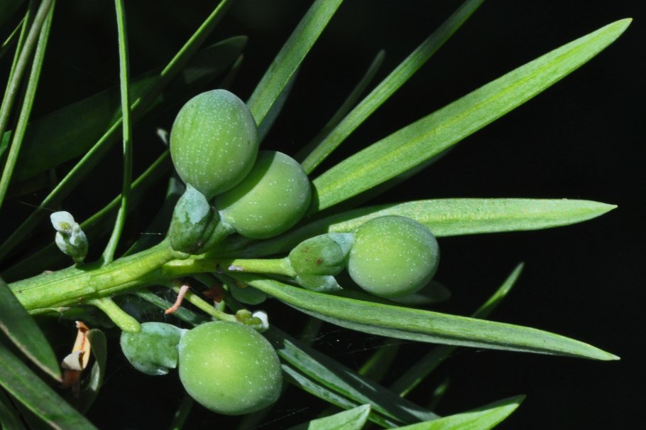 Podocarpus gracilior
