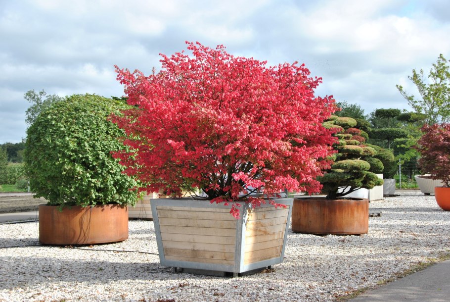 Бересклет Европейский (Euonymus europaeus)