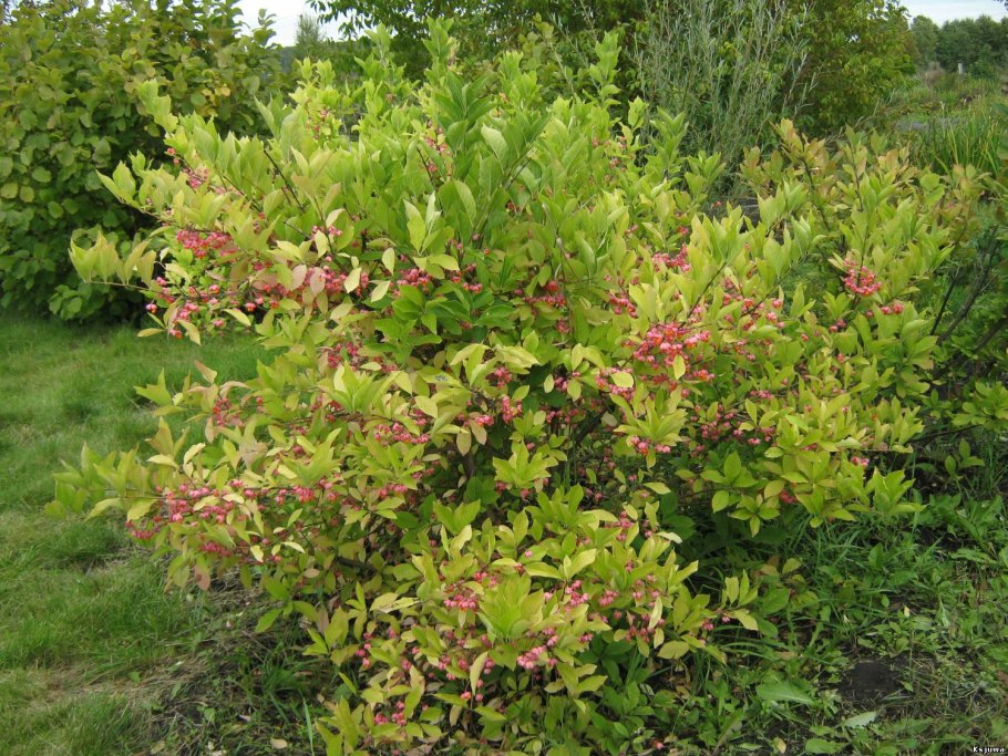 Бересклет Европейский Альба